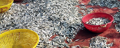 தனுஷ்கோடி பகுதியில் கரைவலை மீனவா்கள் வலைகளில் சிக்கிய மீன்கள்.