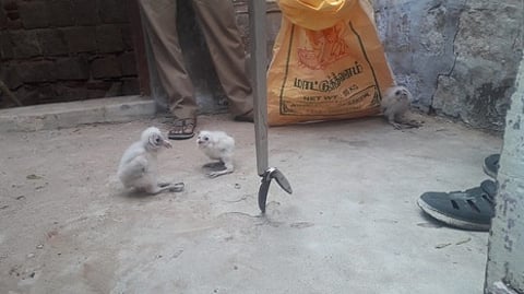 உசிலம்பட்டி அருகே கிணற்றில் தவித்த அரியவகை வெள்ளை ஆந்தை குஞ்சுகளை தீயணைப்புத் துறையினா் வெள்ளிக்கிழமை மீட்டு, வனத்துறையினரிடம் ஒப்படைத்தனா்.