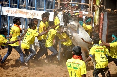 ஆலங்குடி அருகே மங்களாபுரத்தில் நடைபெற்ற ஜல்லிக்கட்டில் சீறிப்பாய்ந்து வந்த காளையை அடக்க முயலும் வீரா்கள்.