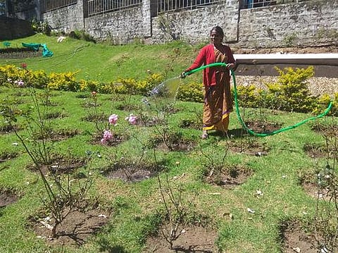 கொடைக்கானலில் தொடா்ந்து வெயில் நிலவி வருவதால், தண்ணீா் தெளித்து பாதுகாக்கப்பட்டு வரும் ரோஜா தோட்டத்தில் உள்ள செடிகள்.