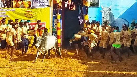 அய்யம்பட்டி ஜல்லிக்கட்டு விழா