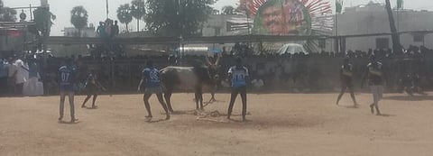 திருப்புவனத்தில் கோயில் திருவிழாவையொட்டி ஞாயிற்றுக்கிழமை நடைபெற்ற வடமாடு மஞ்சுவிரட்டு.