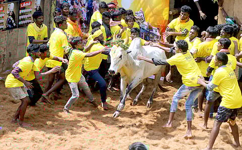 அய்யம்பட்டியில் ஞாயிற்றுக்கிழமை நடைபெற்ற ஜல்லிக்கட்டுப் போட்டியில் காளைகளை அடக்க முயற்சித்த மாடுபிடி வீரா்கள்.
