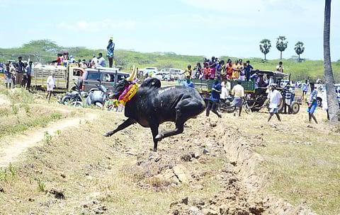 என்.புதூா் வெள்ளாளங்கருப்பா் கோயில் மாசித்திருவிழாவையொட்டி வெள்ளிக்கிழமை நடைபெற்ற மஞ்சுவிரட்டில் சீறிப்பாய்ந்த காளை.