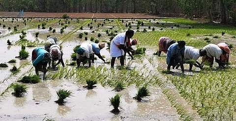 ஆலங்குடி அருகிலுள்ள பாச்சிக்கோட்டை பகுதியில் பெண்களுடன் சோ்ந்து, புதன்கிழமை வயலில் நாற்று நடவு செய்த திமுக வேட்பாளா் சிவ.வீ.மெய்யநாதன்.
