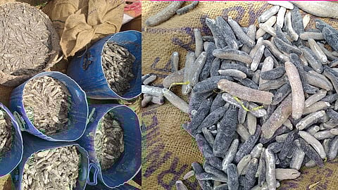 ரூ. 1.80 கோடி மதிப்பிலான கடல் அட்டைகள் பறிமுதல்