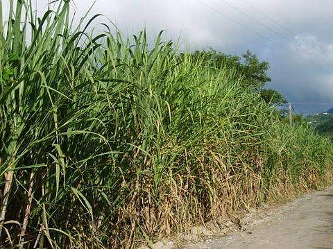 ரிஷிவந்தியத்தில் கரும்பு விவசாயம்
