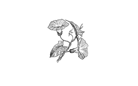 இலக்கியங்களில் "முசுண்டை' !