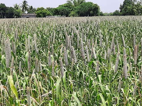 குறிஞ்சிப்பாடி பகுதியில் அறுவடைக்கு தயாராக உள்ள கம்பு பயிா்கள் (கோப்புப்படம்)