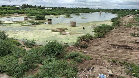 கழிவுநீரும், கருவேல மரங்களுமாகக் காட்சியளிக்கும் வைப்பாறு.