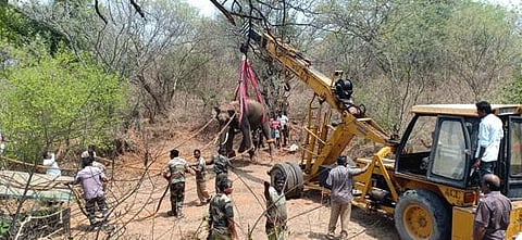 மயக்க ஊசி செலுத்தி பிடிக்கப்பட்ட ஒற்றை யானையை ஜேசிபி இயந்திரத்தின் உதவியால் கனரக வாகனத்தில் ஏற்பட்டது.
