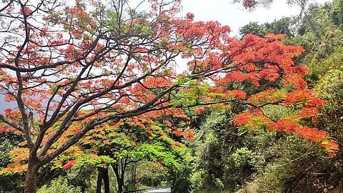 உதகை - மேட்டுப்பாளையம் சாலையில் பூத்துக்குலுங்கும் மே ஃபிளவா் மலா்கள்.