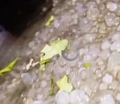 செட்டிப்பள்ளியில் பெய்த ஆலங்கட்டி மழை.