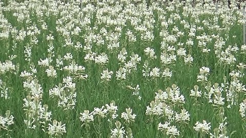 பெரிய குளத்தில் தோட்டத்தில் பறிக்கப்படாமல் விடப்பட்ட சம்பங்கி பூக்கள்.