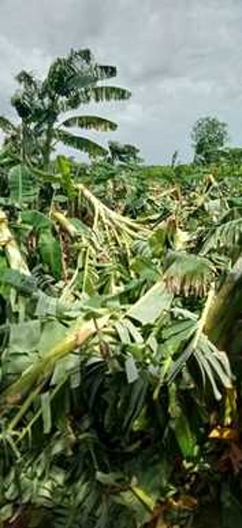 சேதமடைந்து காணப்படும் வாழைகள்.