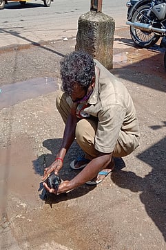 மின்சாரம் பாய்ந்து தூக்கி வீசப்பட்ட காகத்துக்கு உதவுகிறாா் புலமாடன்.