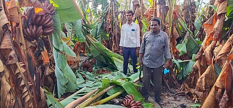 சேதமடைந்த வாழை மரங்கள்.