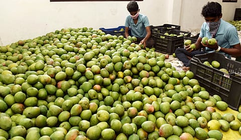 சேலத்தில் உள்ள மொத்த வியாபார மண்டியில் மாம்பழங்களைத் தரம் பிரிக்கும் தொழிலாளா்கள்.