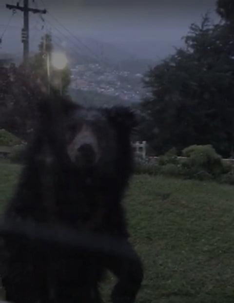 கண்ணாடி ஜன்னல் வழியாக வீட்டை நோட்டமிடும் கரடி.