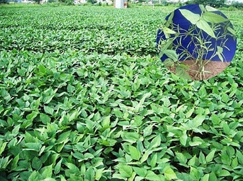 இரவை உளுந்து பயிா் சாகுபடி செய்யப்படுள்ள நிலம்.