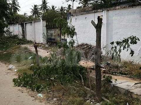 அவிநாசி-திருப்பூர் சாலையில் வளரும் நிலையில் வெட்டப்பட்ட மரம்