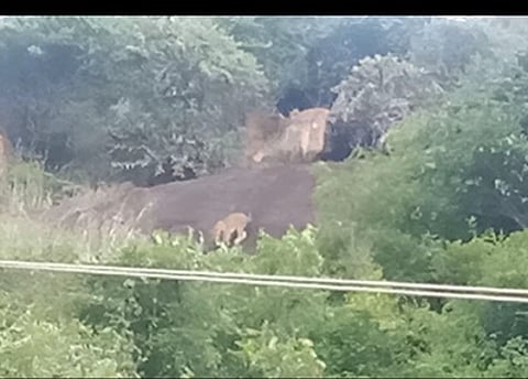 பெரியகுளம் அருகே கைலாசநாதா் கோயில் பகுதியில் செவ்வாய்க்கிழமை சுற்றித்திரிந்த சிறுத்தை.