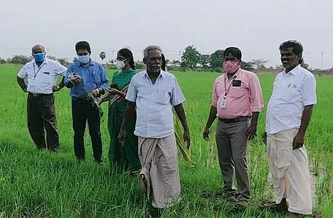 கள ஆய்வு செய்து விவசாயிகளுக்கு ஆலோசனைகளை வழங்கும் வேளாண் விஞ்ஞானிகள்