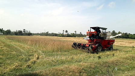 கருப்பம்புலம் ஊராட்சியில் அறுவடை செய்யப்பட்ட சணப்பைப் பயிா்.