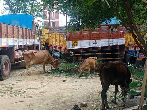 நாமக்கல் காவல் நிலைய வளாகத்தில் பராமரிக்கப்பட்டு வரும் மாடுகள்.