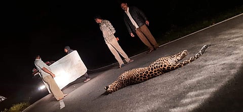 அடையாளம் தெரியாத வாகனம் மோதி பெண் சிறுத்தை பலி.