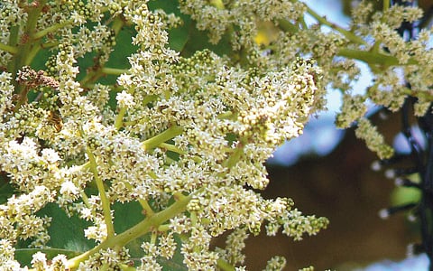 மரங்களின் வரங்கள்!: சத்துகள் நிறைந்தவன் - சாரப் பருப்பு மரம்