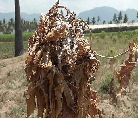 மாவுப்பூச்சி தாக்குதலால் காய்ந்த மரவள்ளி பயிர்.