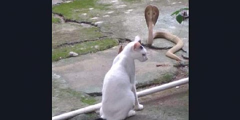 பூனையல்ல.. புலி: நல்ல பாம்பு முன் கம்பீரமாக நின்று உரிமையாளரைக் காத்த செல்லப்பிராணி