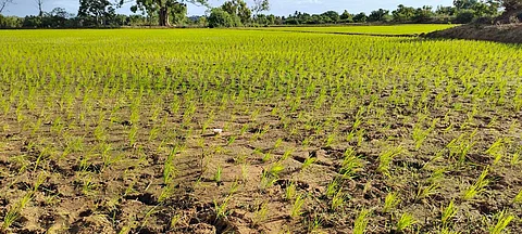 தண்ணீர் இல்லாததால் வாடிய நிலையில் உள்ள நெல் நாற்றுகள்