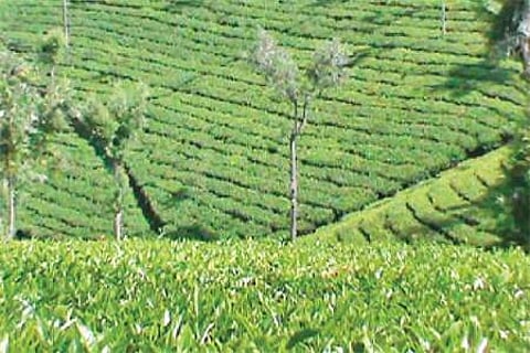 நீலகிரிக்கு கேரளம், கர்நாடகத்திலிருந்து வருவோக்கு இ-பாஸ் கட்டாயம்