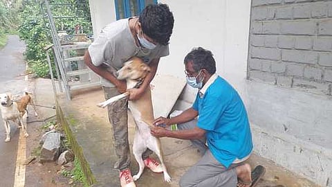 வளா்ப்பு நாய்களுக்கு தடுப்பூசி செலுத்தும் கால்நடை மருத்துவா் எம்.சுகுமாரன்.