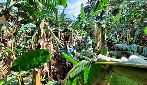 திருவையாறு பகுதியில் பலத்த மழை: வாழை மரங்கள் சாய்ந்தன