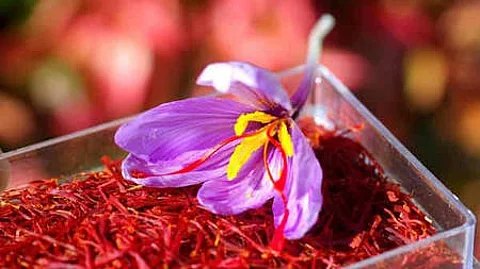 குங்குமப்பூ ஏற்றுமதி ரூ.13 கோடியை எட்டியது