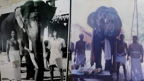 திருக்குவளை நாகராஜன் யானை | வைத்தீஸ்வரன்கோயில் தையல்நாயகி யானை