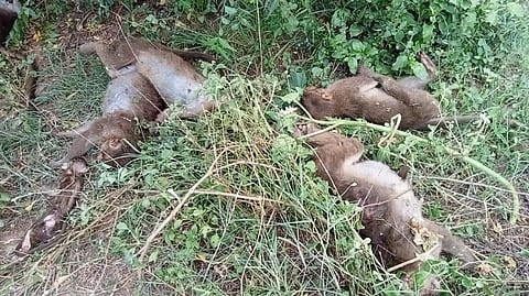 செங்கல்பட்டில் விஷம் வைத்து கொல்லப்பட்ட குரங்குகள்: பாலாற்றில் வீசி கொடூரம்