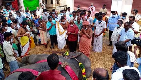 திருப்பத்தூா் திருத்தளிநாதா் கோயிலில் இறந்த சிவகாமி யானைக்கு வியாழக்கிழமை அஞ்சலி செலுத்திய குன்றக்குடி பொன்னம்பல அடிகளாா்.