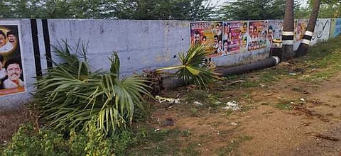 பசும்பொன் பெரிய கண்மாய் கரையில் அரசு அனுமதியின்றி வெட்டி சாய்க்கப்பட்டுள்ள பனை மரங்கள்.