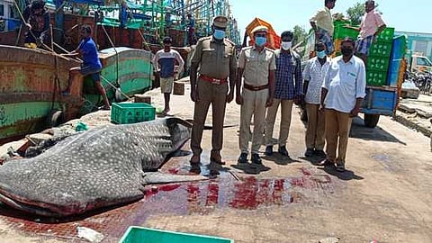 பழையாறு மீன்பிடி துறைமுகம் அருகே இறந்து கரைஒதுங்கிய திமிங்கல சுறா.