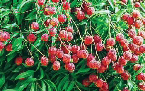 மரங்களின் வரங்கள்!: மருத்துவ சுரங்கம் - லிச்சி மரம்!