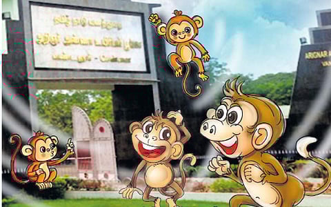 அரங்கம்: குறும்புக்கார குரங்கு