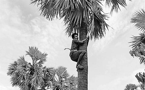 வங்கிப் பணி... பனைத் தொழில்!