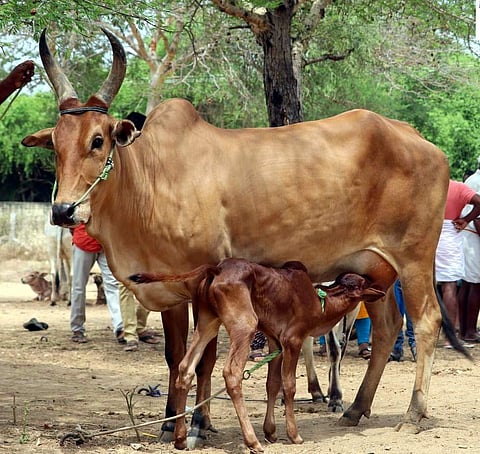 கோப்புப்படம்
