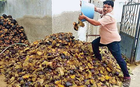 1 கோடி பனை விதைகள்!