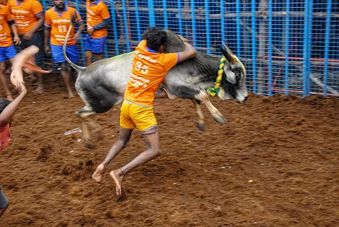 ஜல்லிக்கட்டு - வழிகாட்டு நெறிமுறைகள் வெளியீடு