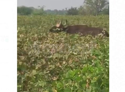 எடப்பாடி அருகே விளைநிலங்களில் நுழைந்த காட்டெருமை